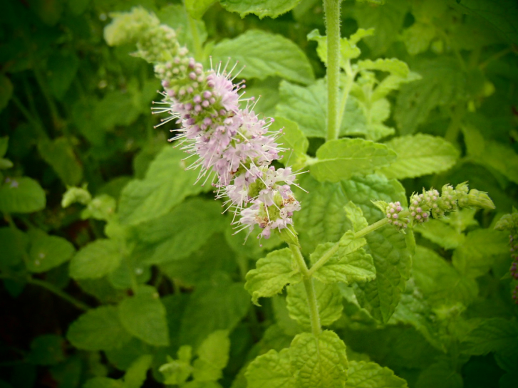 18834 / Mentha suaveolens hydrophillum